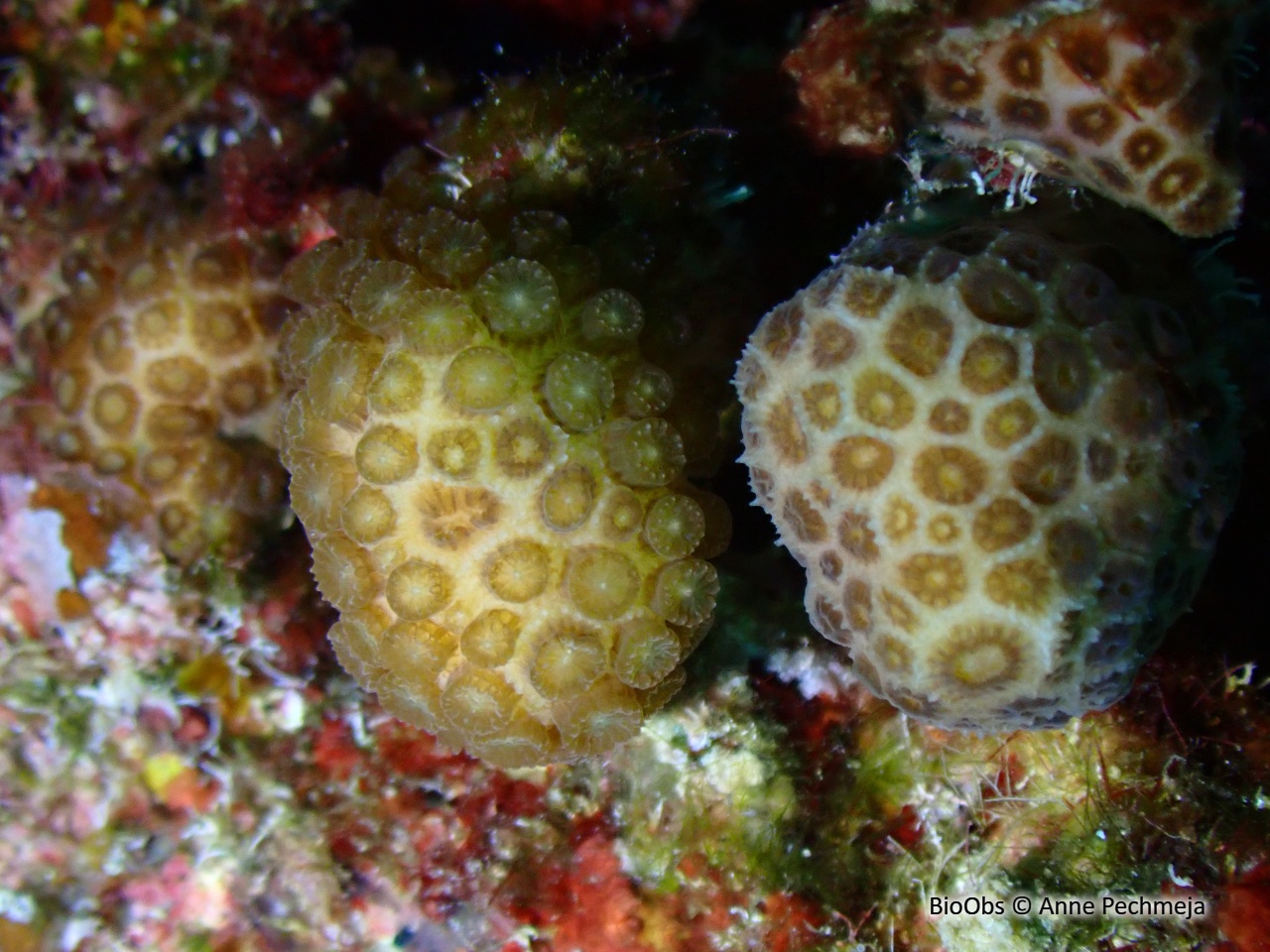 Madrace étoilé - Madracis pharensis - Anne Pechmeja - BioObs