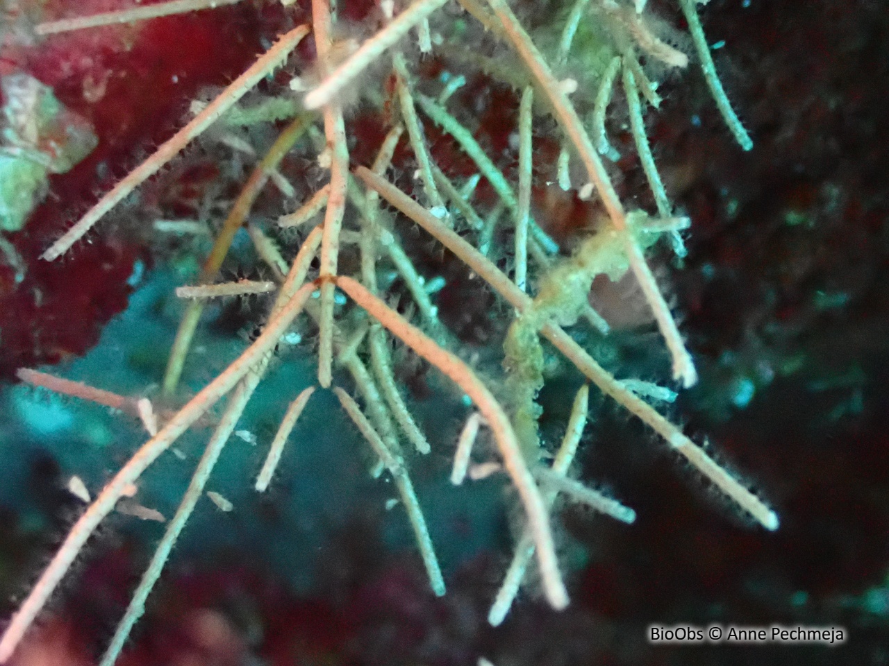Bryozoaire cactus-cierge - Margaretta cereoides - Anne Pechmeja - BioObs