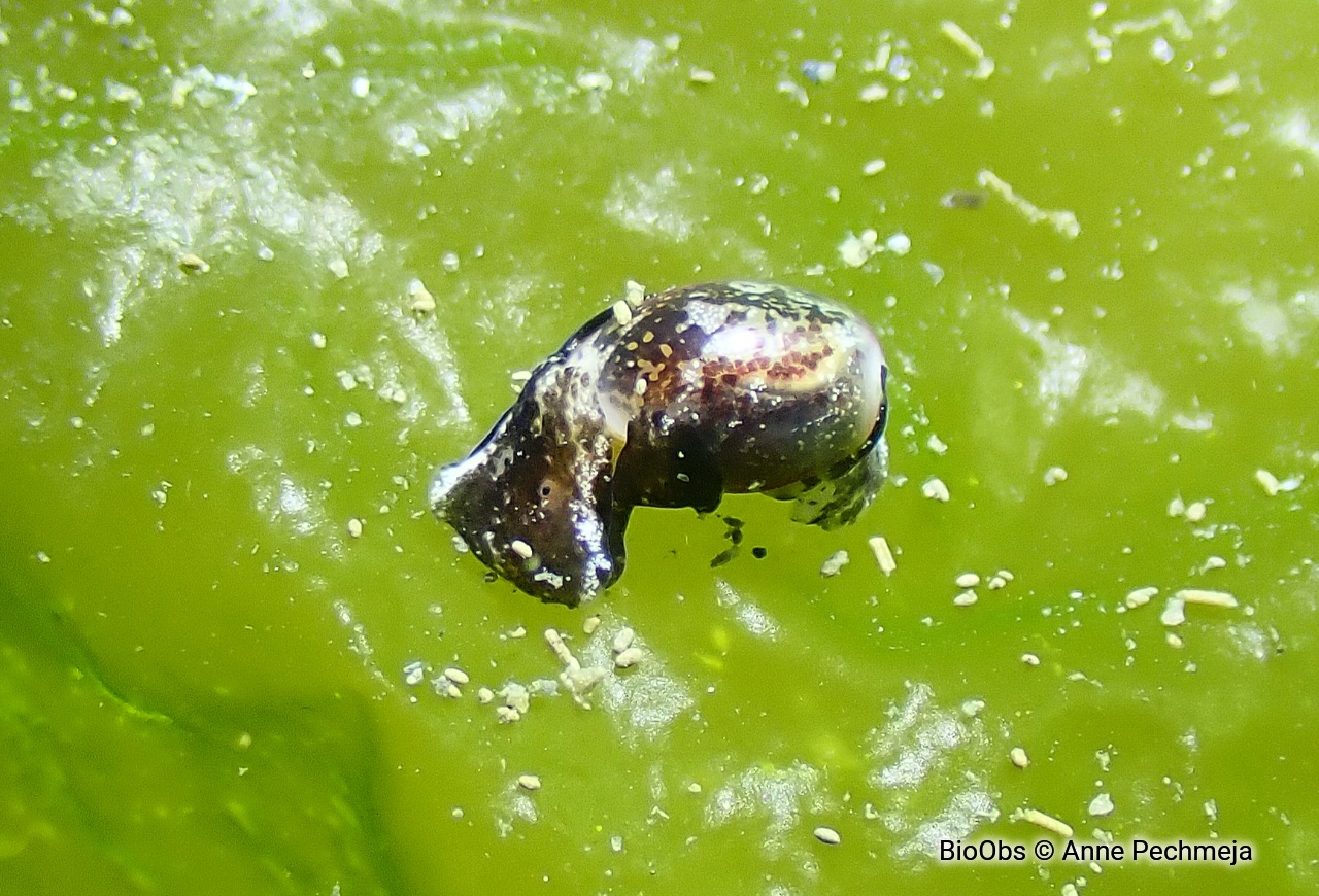 Petite bulle - Haminoea exigua - Anne Pechmeja - BioObs