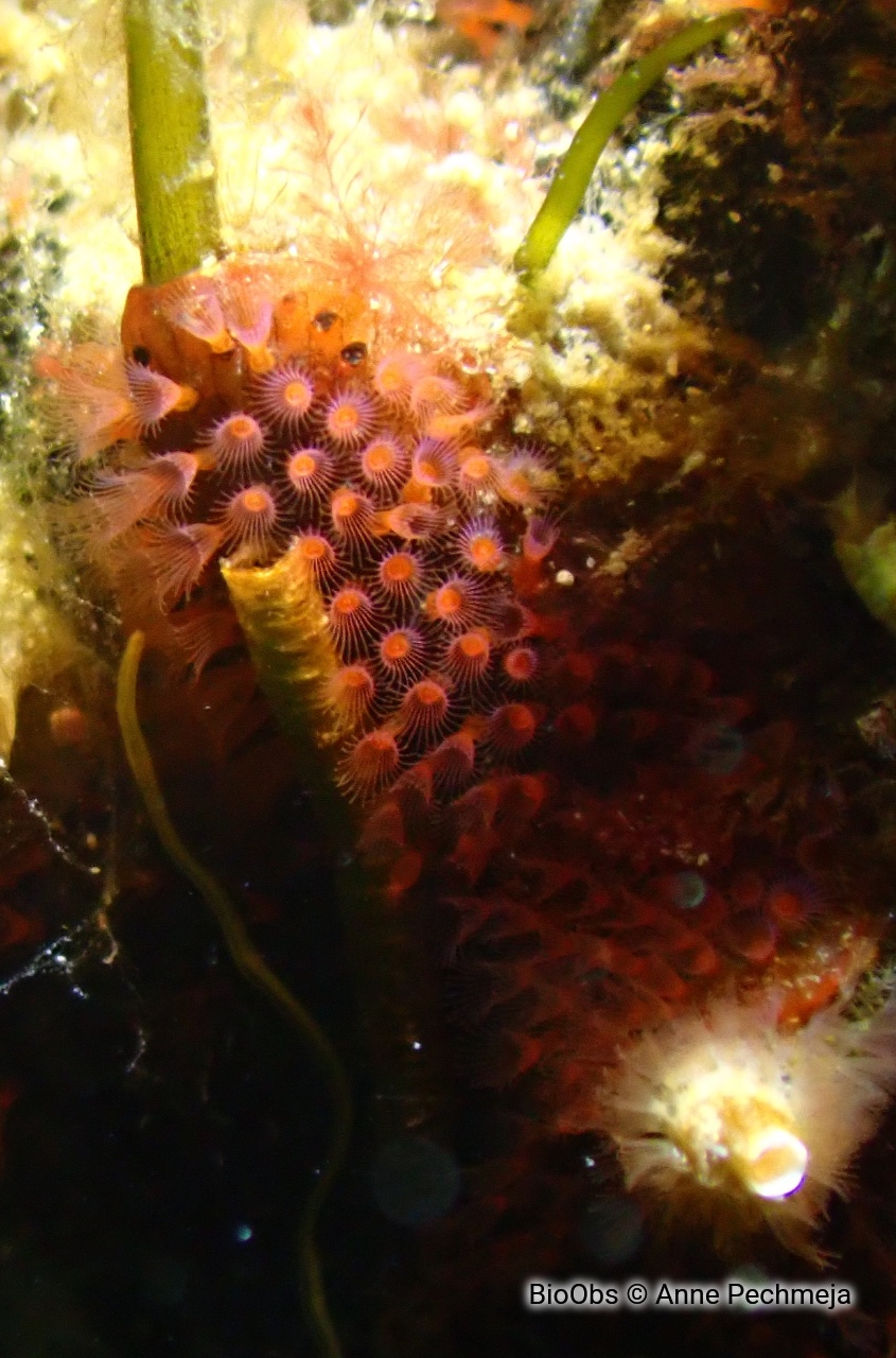 Bryozoaire violet foncé à grands zoides - Watersipora cucullata - Anne Pechmeja - BioObs