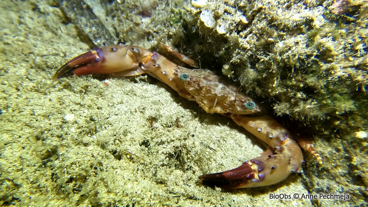 Crabe nageur de Heller - Charybdis (Charybdis) hellerii - Anne Pechmeja - BioObs