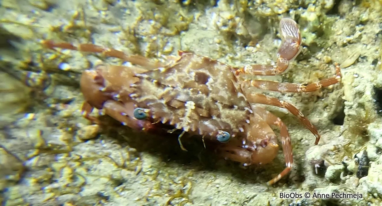 Crabe nageur de Heller - Charybdis (Charybdis) hellerii - Anne Pechmeja - BioObs