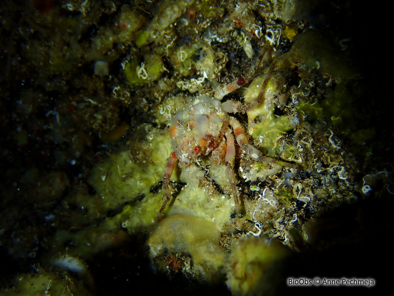 Araignée de mer ridée - Herbstia condyliata - Anne Pechmeja - BioObs