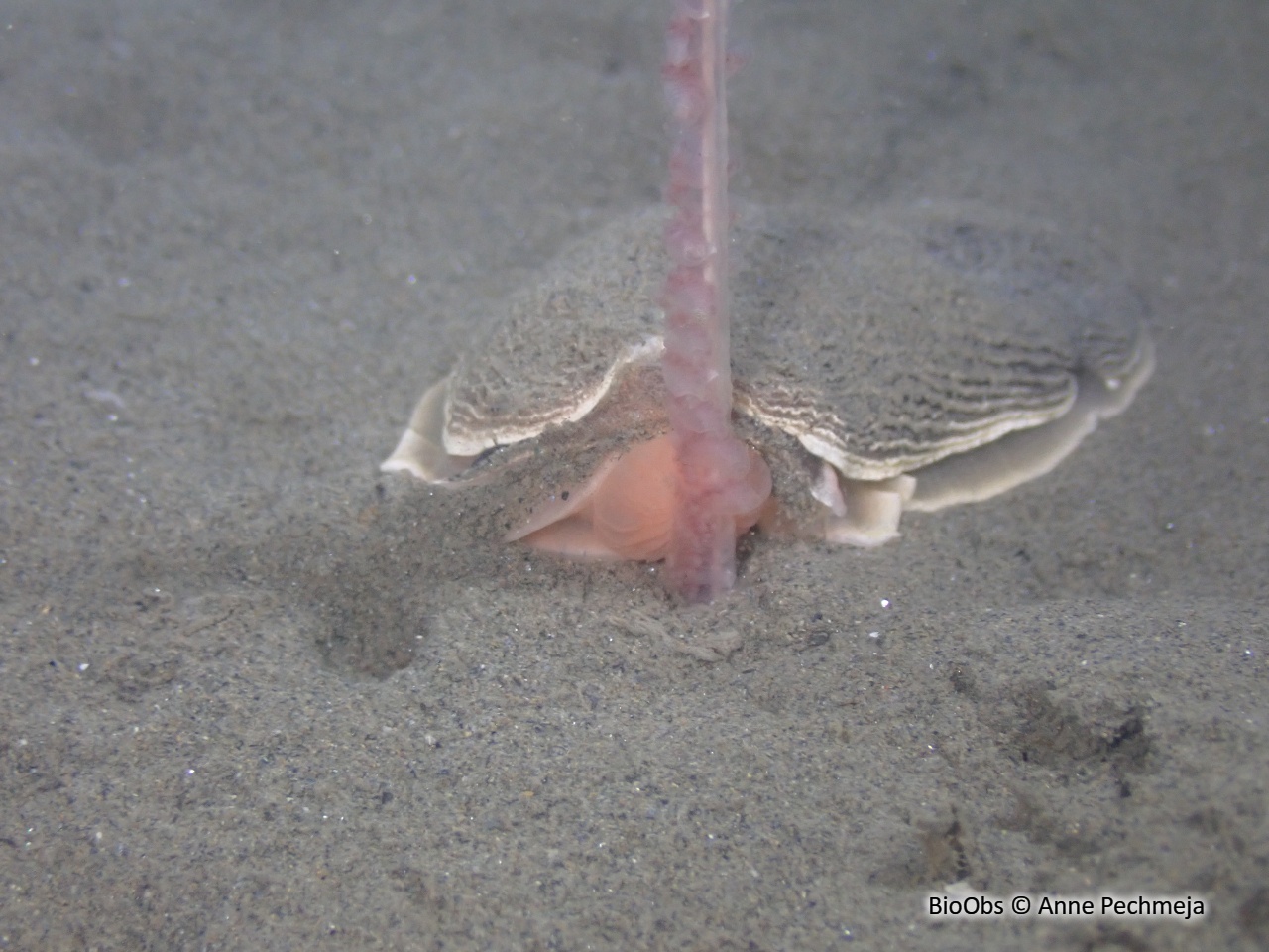 Armine tigrée - Armina tigrina - Anne Pechmeja - BioObs