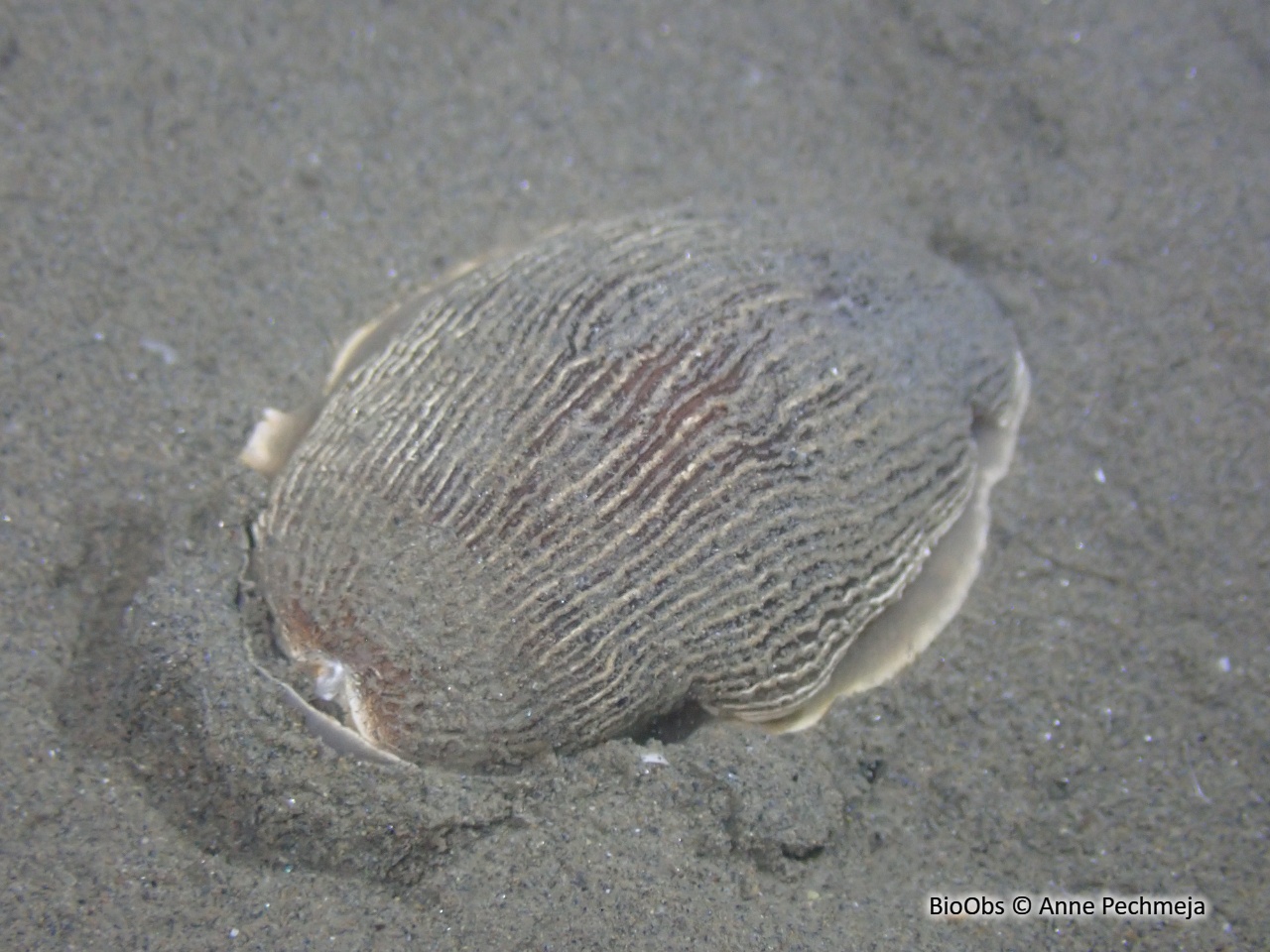 Armine tigrée - Armina tigrina - Anne Pechmeja - BioObs