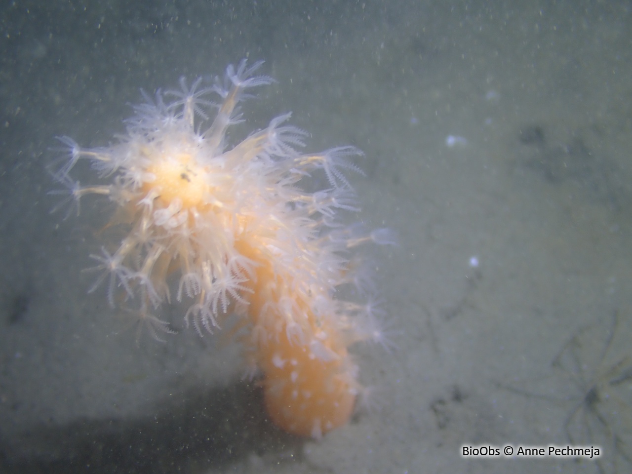 Vérétille - Veretillum cynomorium - Anne Pechmeja - BioObs