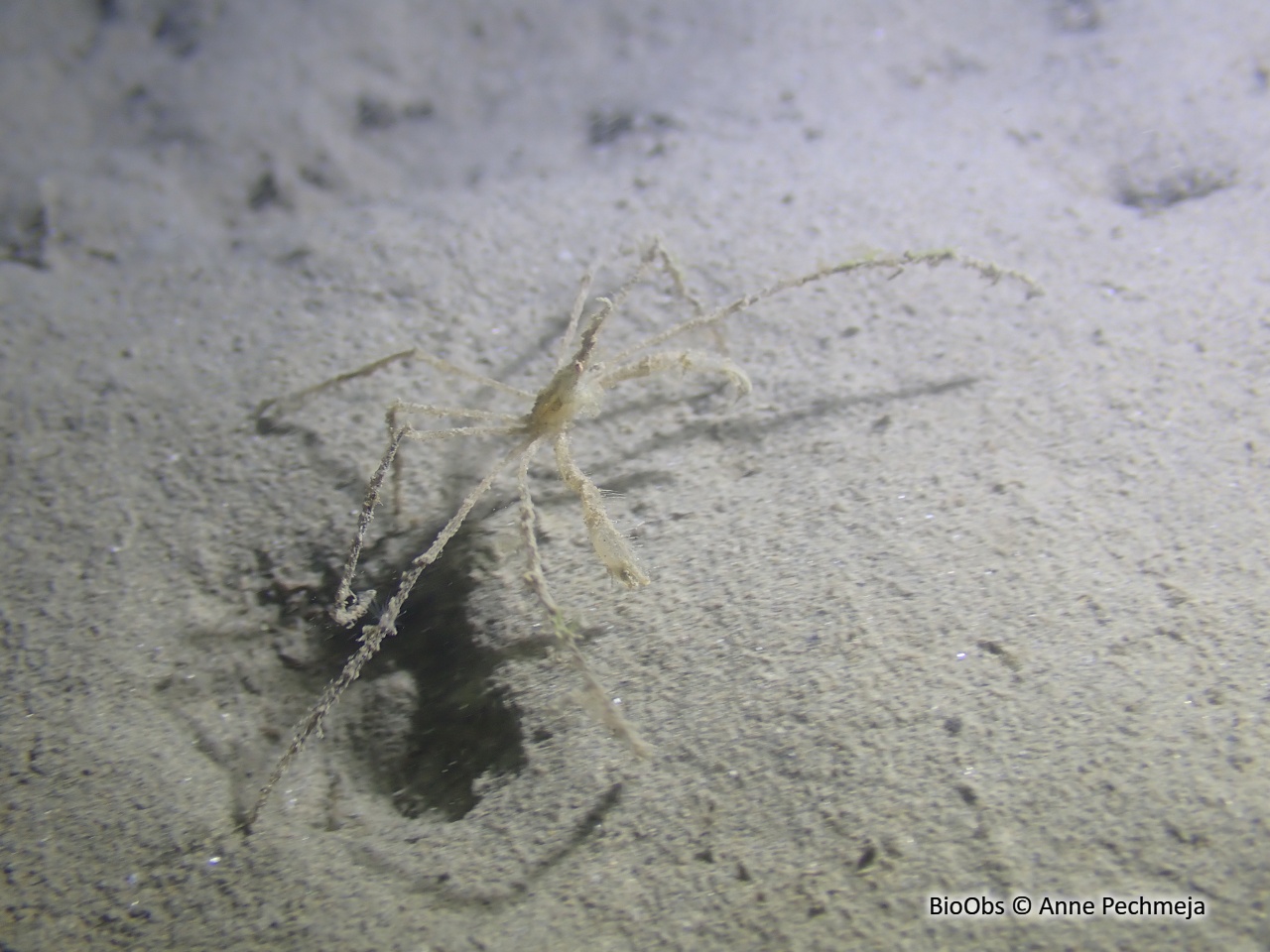 Araignée macropode (genre) - Macropodia - Anne Pechmeja - BioObs