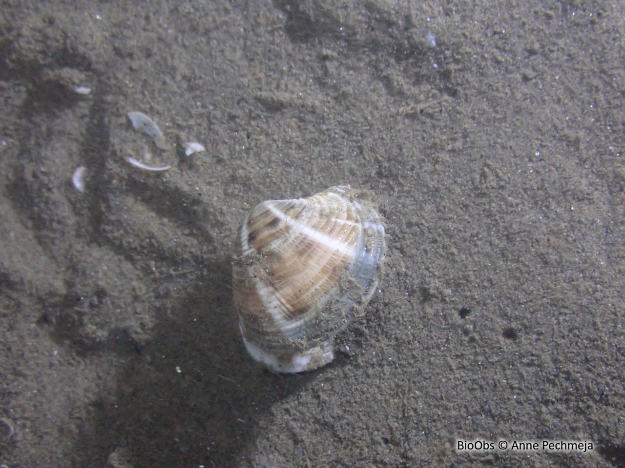 Vénus pied de poule - Chamelea gallina - Anne Pechmeja - BioObs