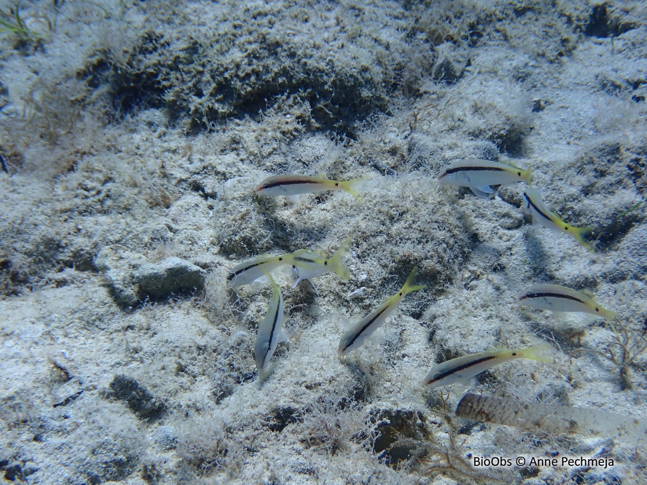 Rouget de Mer Rouge - Parupeneus forsskali - Anne Pechmeja - BioObs