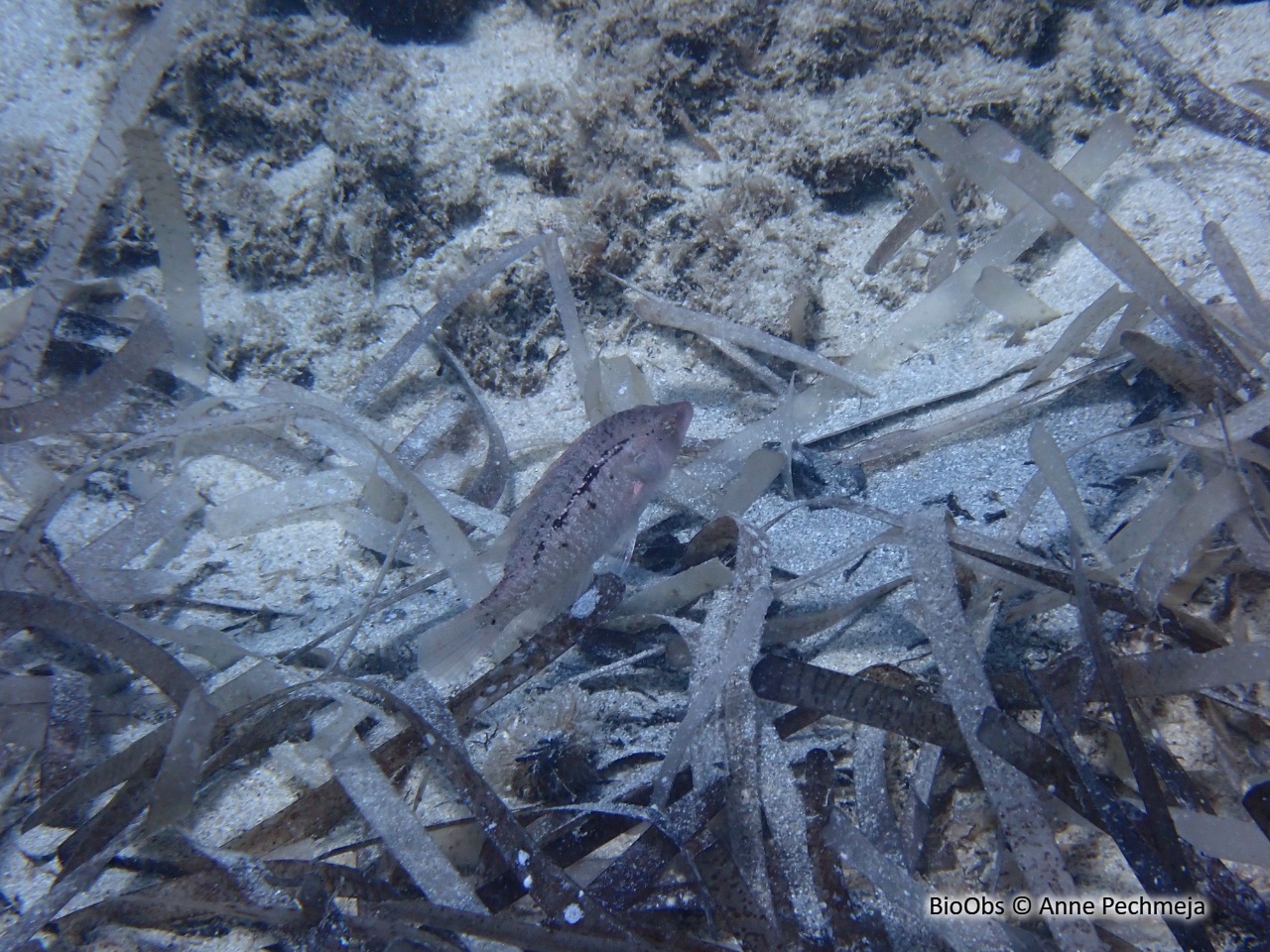 Labre nain de mer rouge - Pteragogus trispilus - Anne Pechmeja - BioObs