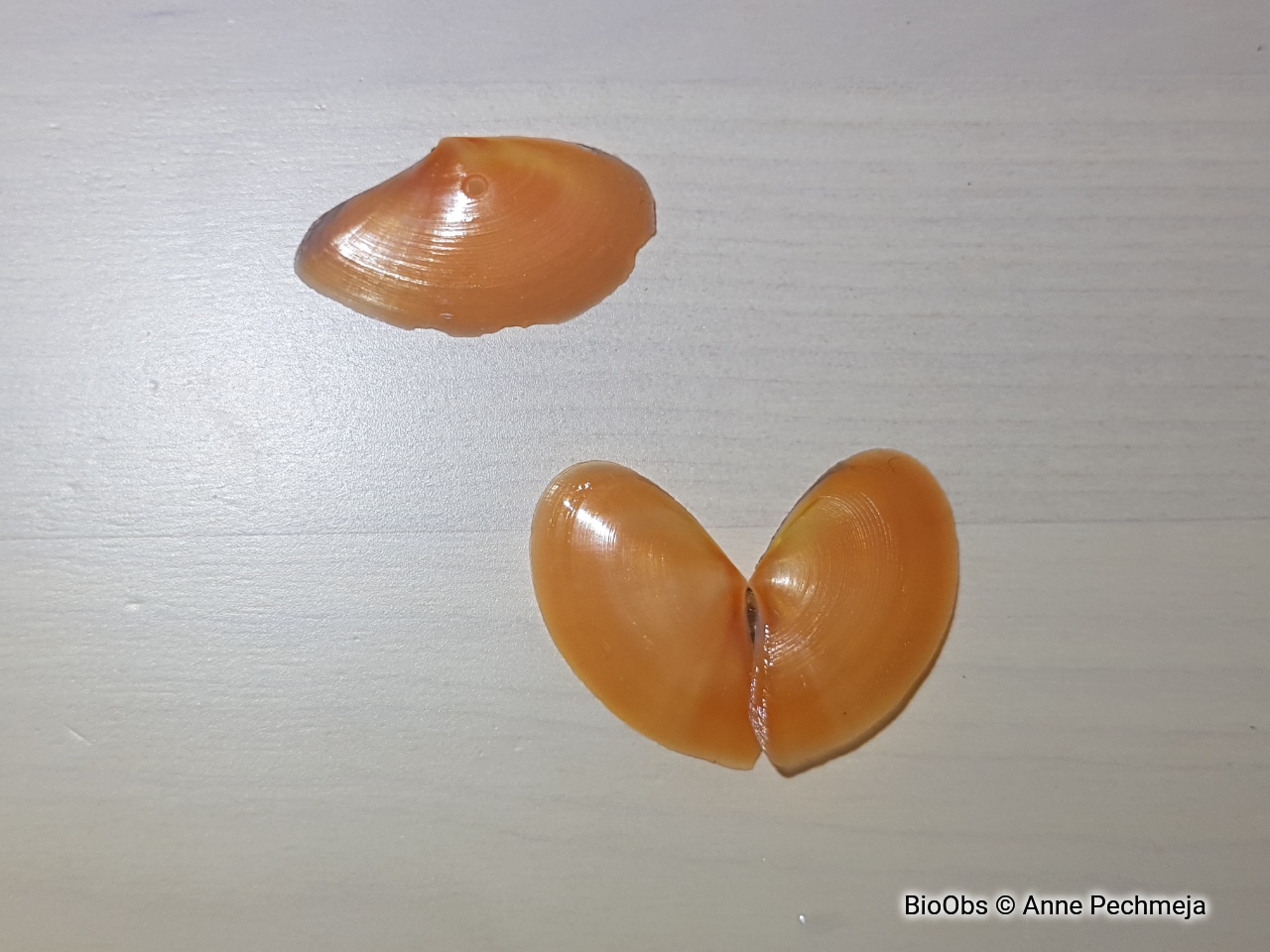 Telline commune - Bosemprella incarnata - Anne Pechmeja - BioObs