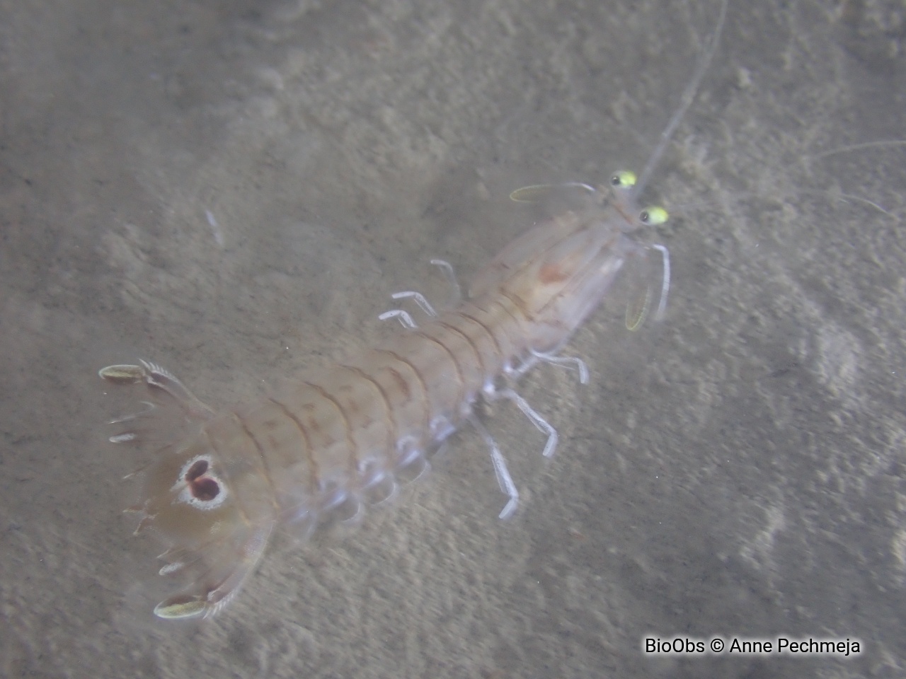 Squille ocellée - Squilla mantis - Anne Pechmeja - BioObs