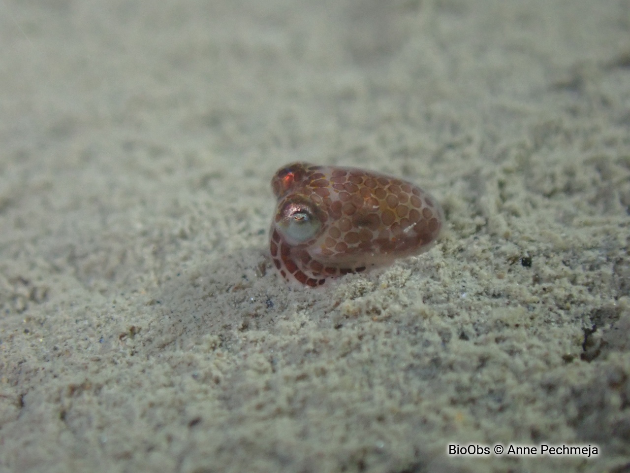 Sépiole de Rondelet - Sepiola rondeletii - Anne Pechmeja - BioObs