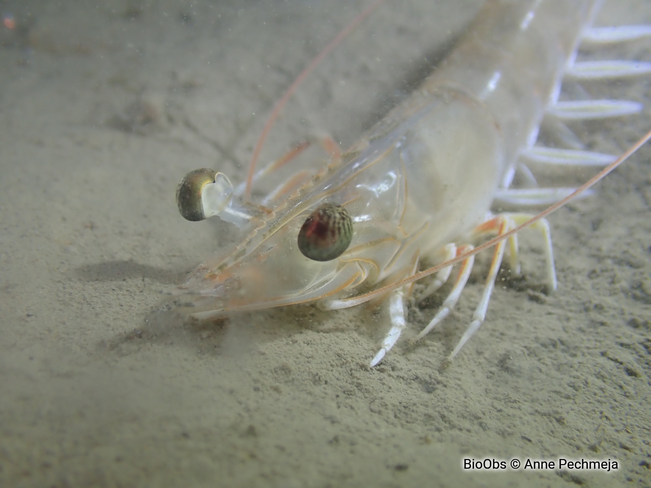 Caramote - Penaeus kerathurus - Anne Pechmeja - BioObs