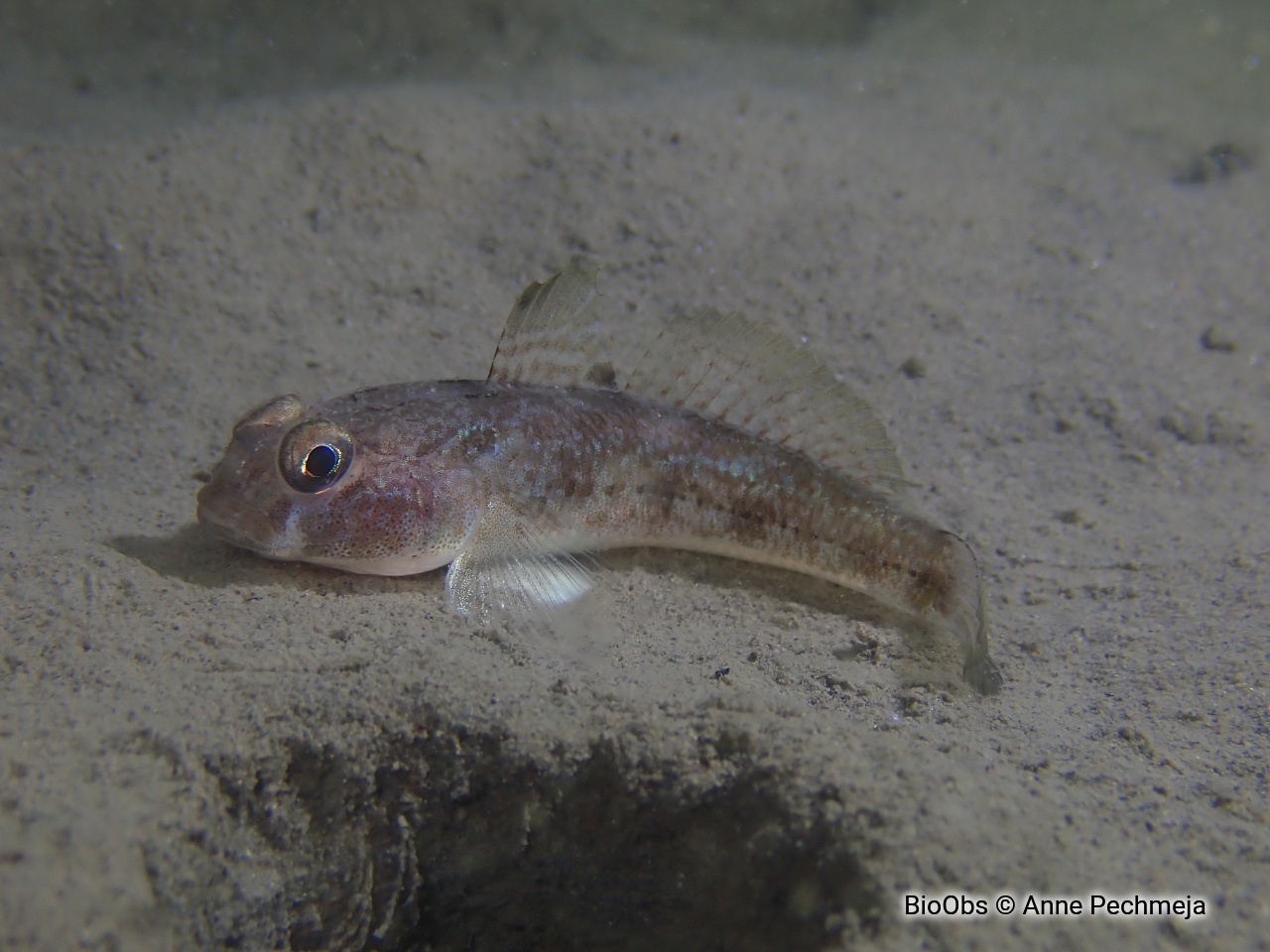 Gobie noir - Gobius niger - Anne Pechmeja - BioObs