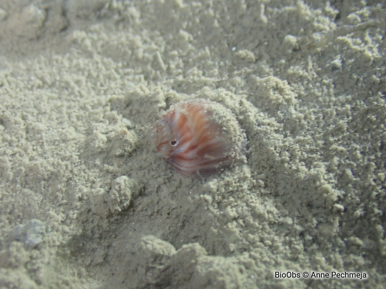 Natice menue - Euspira macilenta - Anne Pechmeja - BioObs