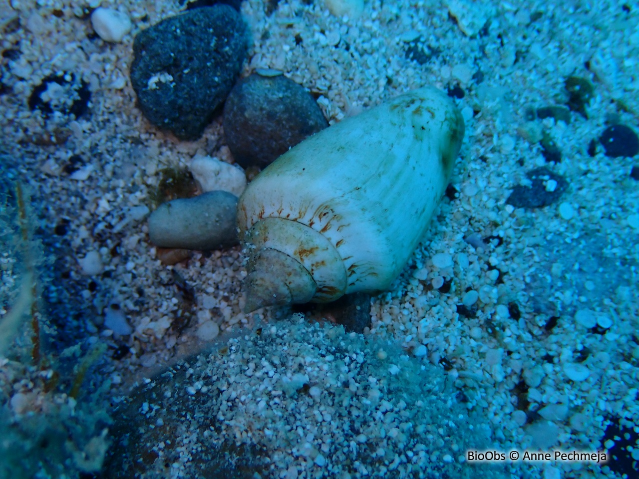 Cône de Méditerranée - Conus ventricosus - Anne Pechmeja - BioObs