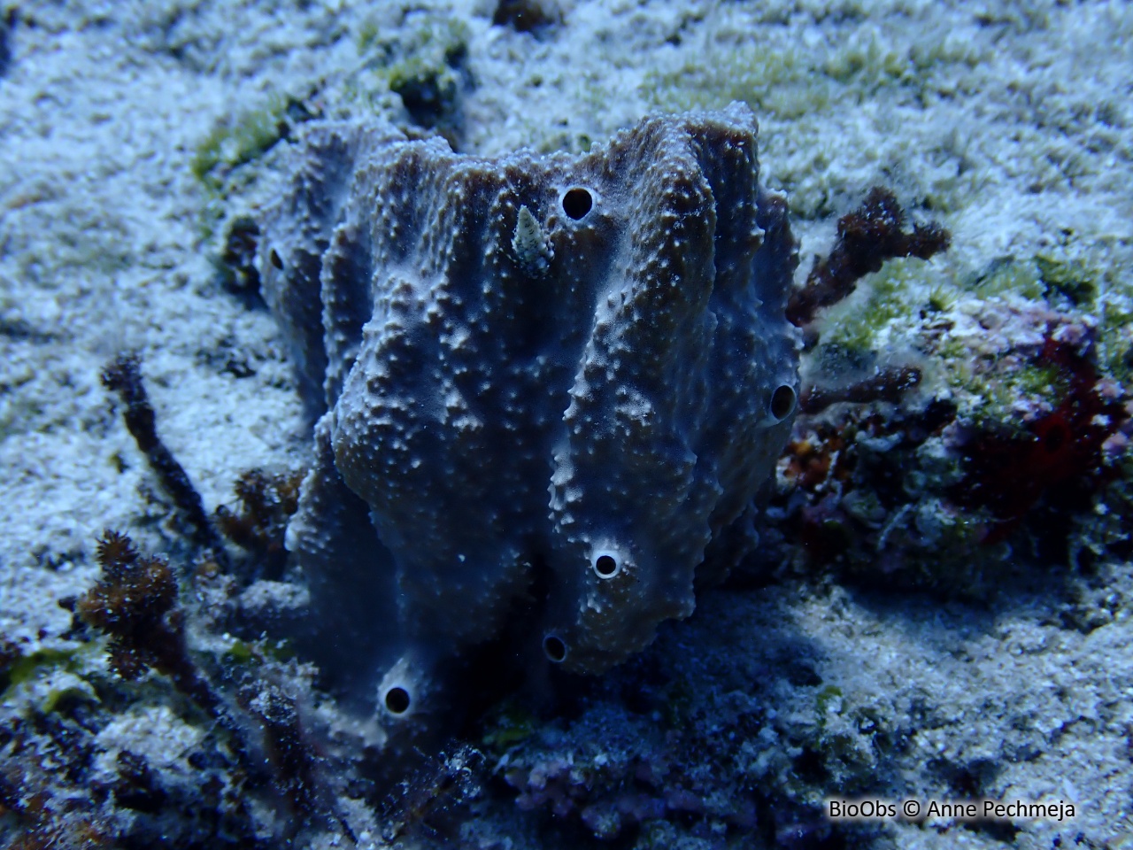 Ircinia fibreuse - Sarcotragus fasciculatus - Anne Pechmeja - BioObs