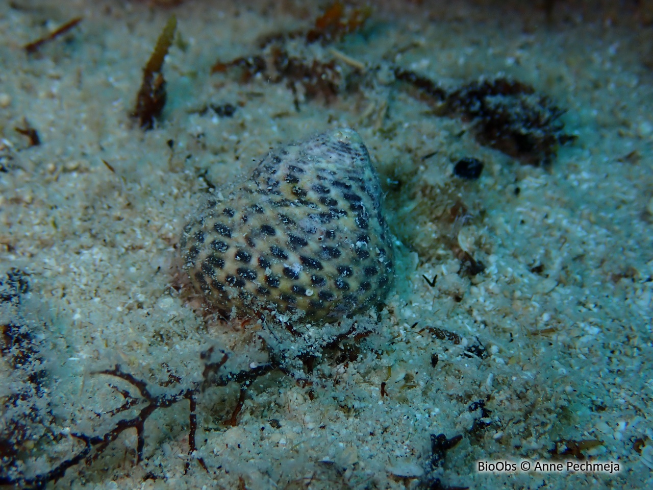 Gibbule toupie - Phorcus turbinatus - Anne Pechmeja - BioObs
