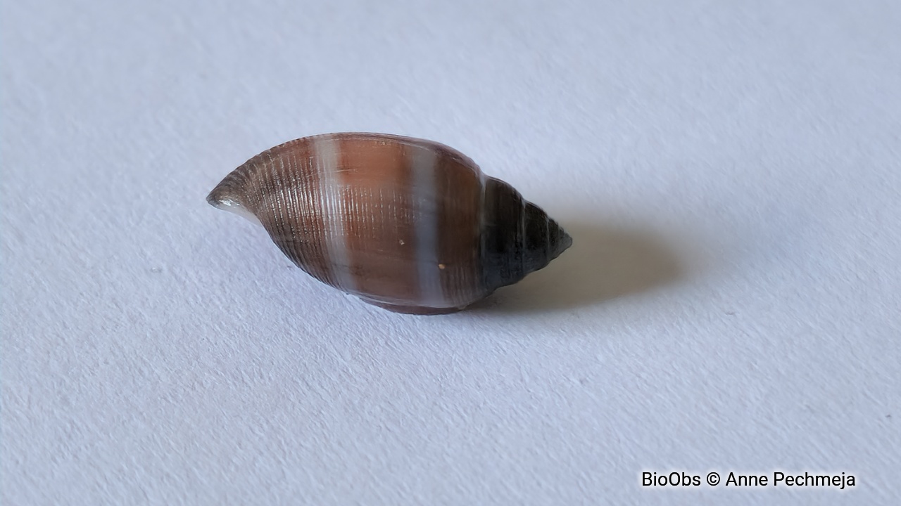 Actéon enroulé - Acteon tornatilis - Anne Pechmeja - BioObs