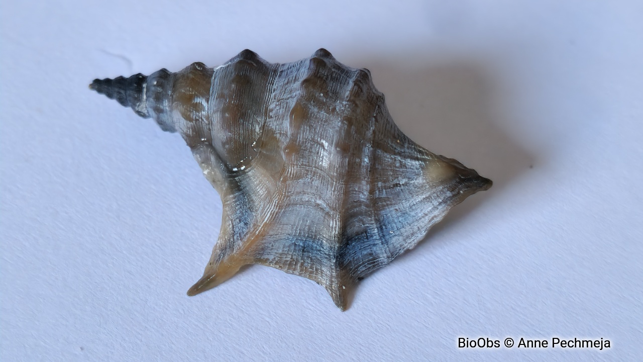 Pied de pélican - Aporrhais pespelecani - Anne Pechmeja - BioObs