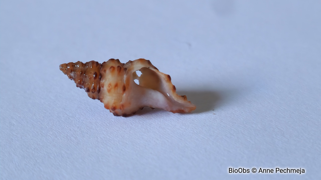 Murex à crêtes - Muricopsis cristata - Anne Pechmeja - BioObs