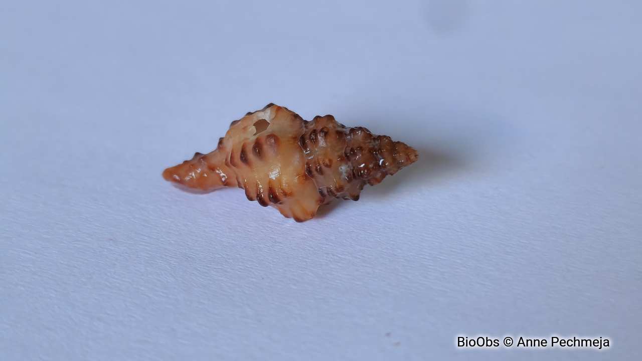 Murex à crêtes - Muricopsis cristata - Anne Pechmeja - BioObs