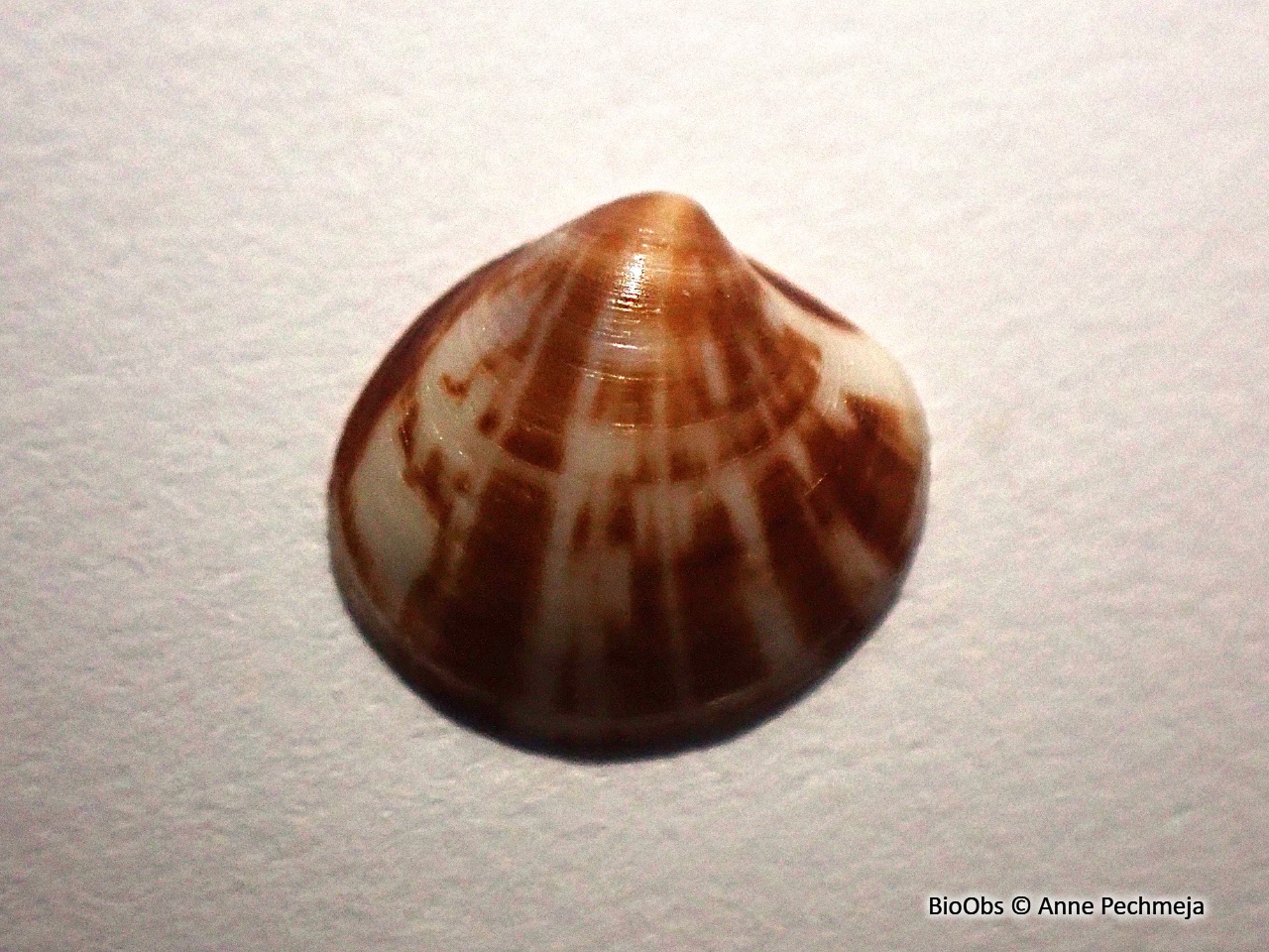 Venus rudis - Pitar rudis - Anne Pechmeja - BioObs