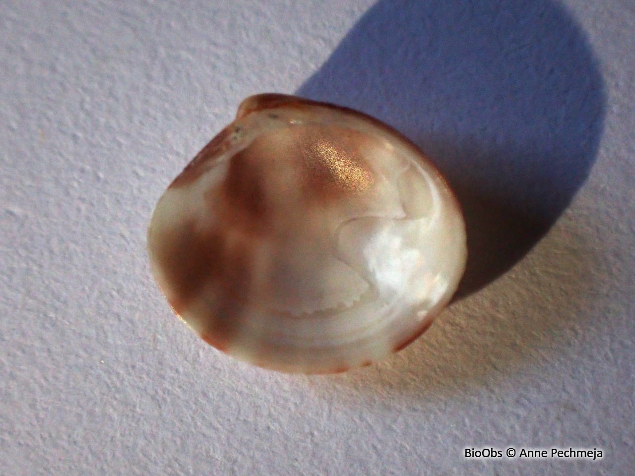 Venus rudis - Pitar rudis - Anne Pechmeja - BioObs