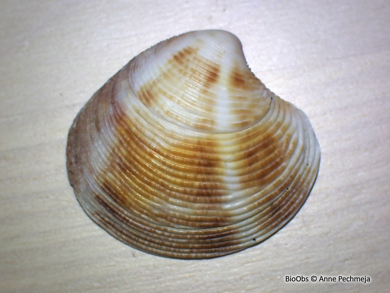 Vénus pied de poule - Chamelea gallina - Anne Pechmeja - BioObs