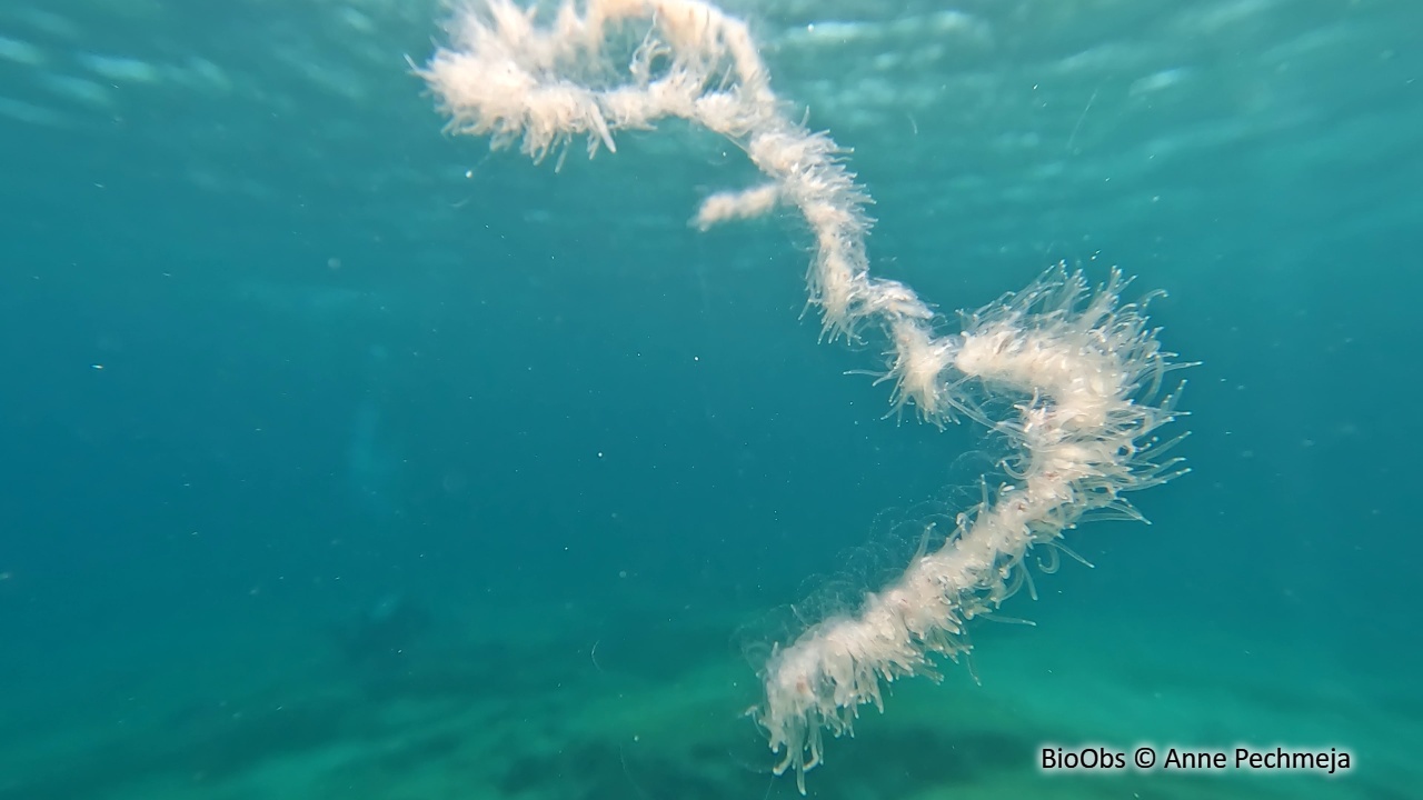 Siphonophore fil de fer - Apolemia uvaria - Anne Pechmeja - BioObs
