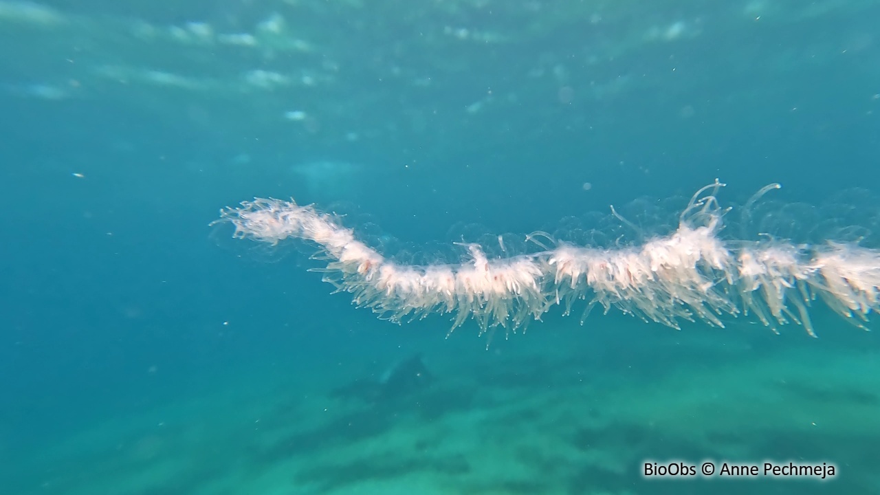 Siphonophore fil de fer - Apolemia uvaria - Anne Pechmeja - BioObs
