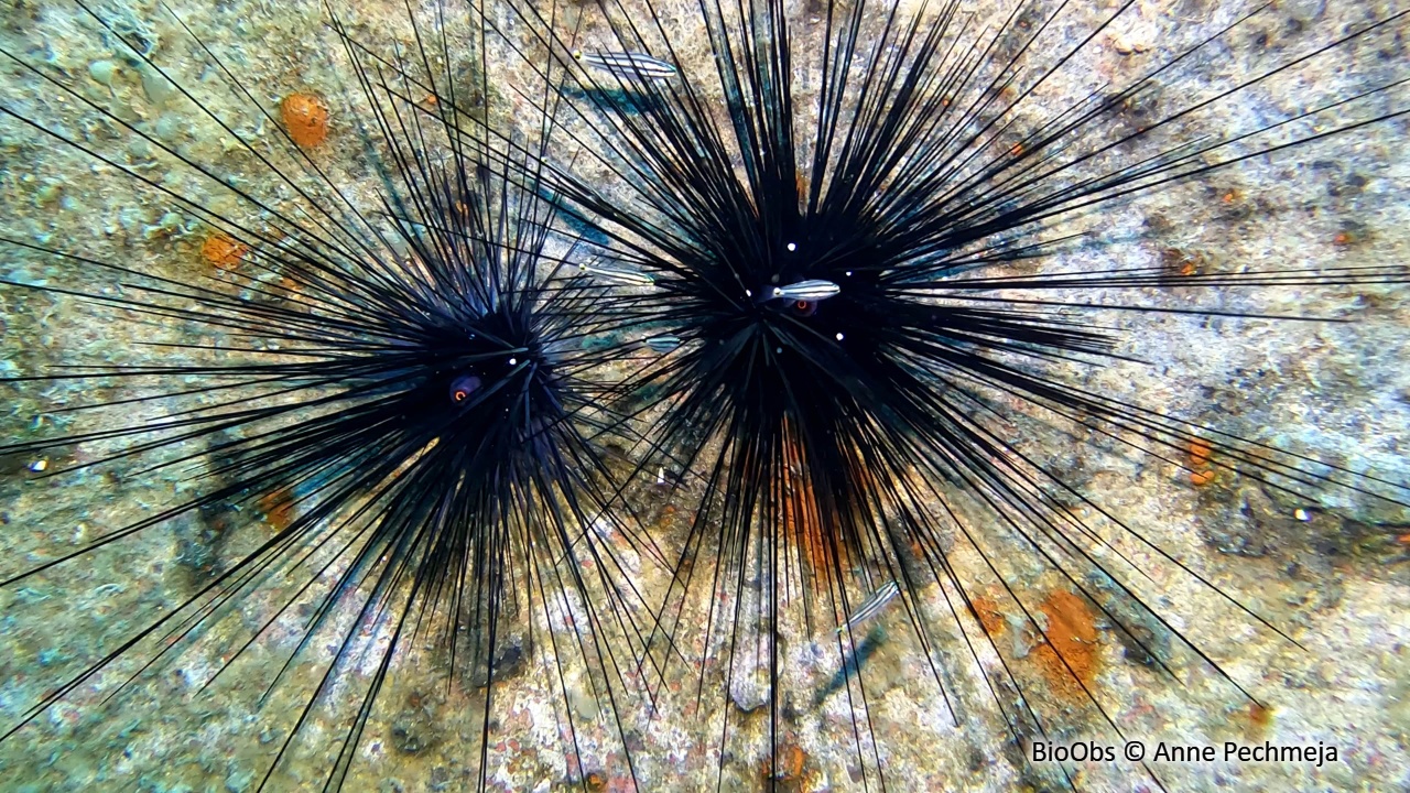 Oursin-diadème à anneau orange - Diadema setosum - Anne Pechmeja - BioObs