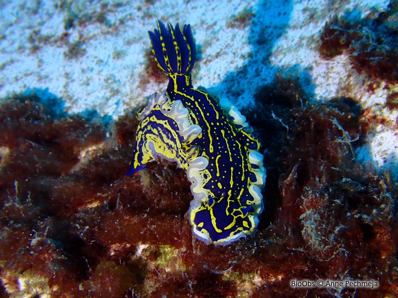 Doris géante - Felimare picta - Anne Pechmeja - BioObs