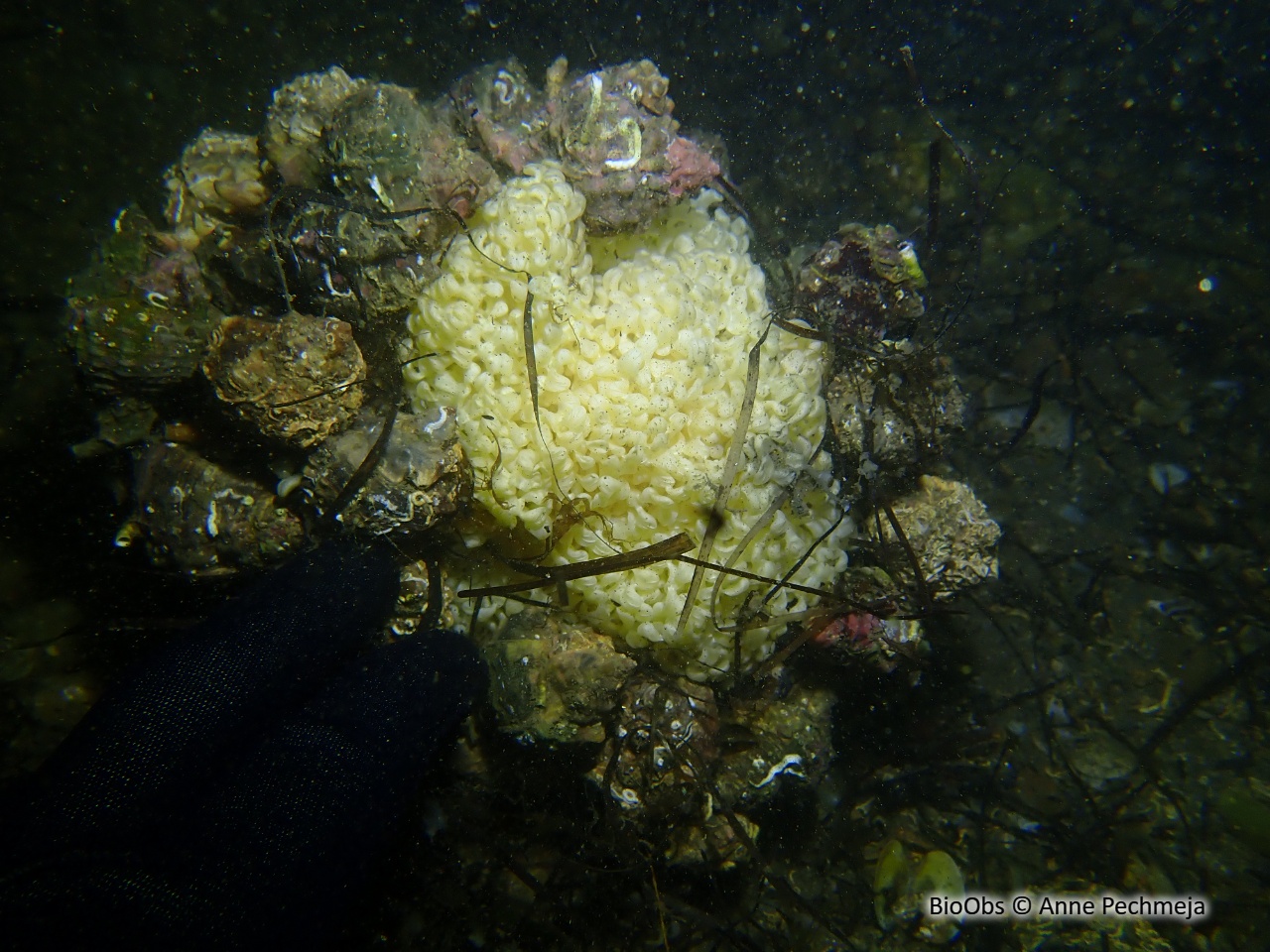 Rocher fascié ponte - Hexaplex sp - Anne Pechmeja - BioObs