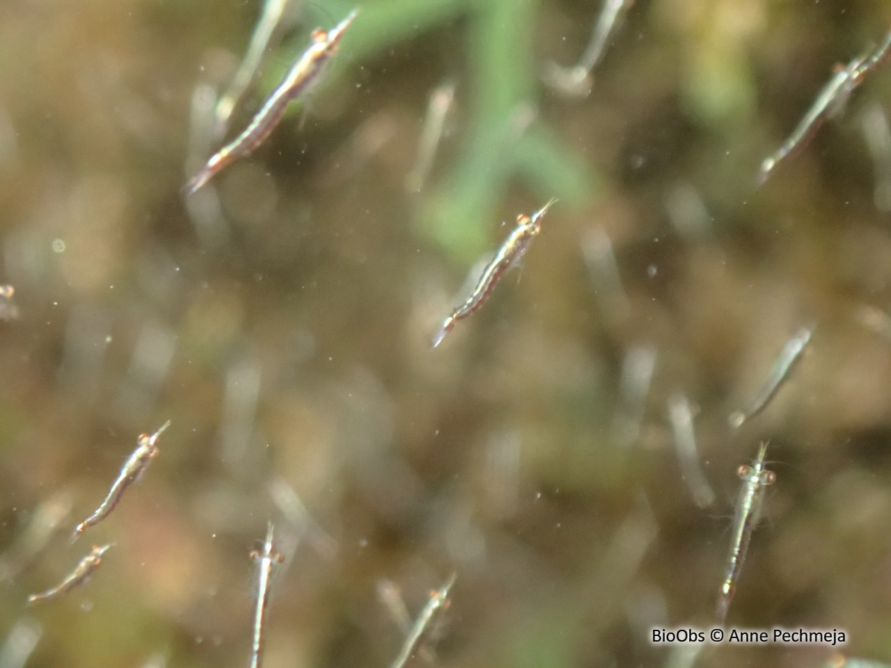 Crevette pélagique - Leptomysis mediterranea - Anne Pechmeja - BioObs