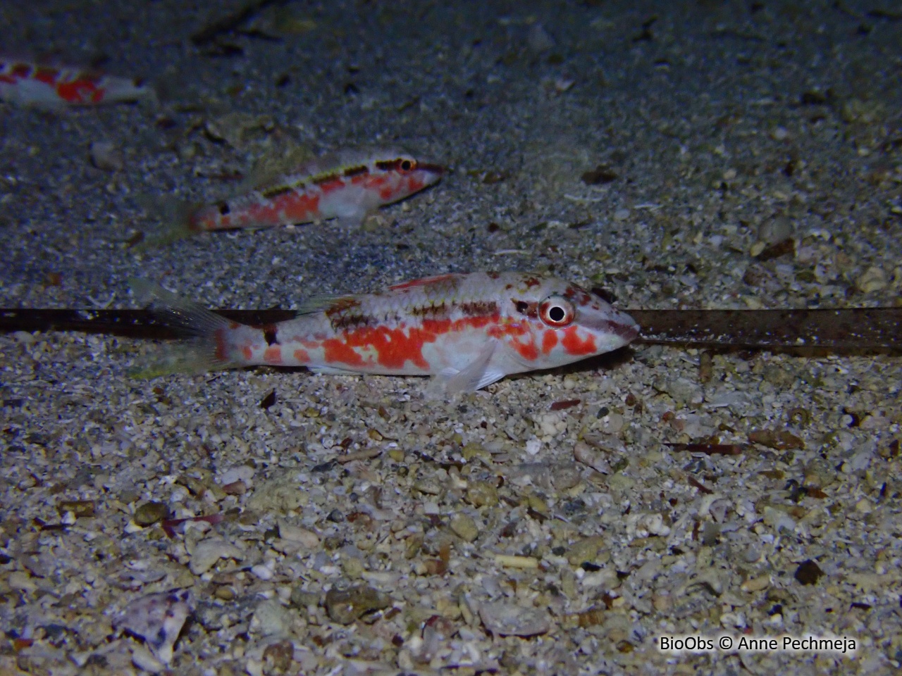 Rouget de Mer Rouge - Parupeneus forsskali - Anne Pechmeja - BioObs