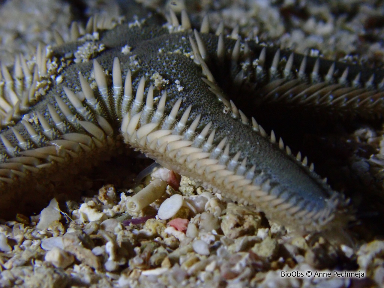 Etoile-peigne à piquants plats - Astropecten platyacanthus - Anne Pechmeja - BioObs