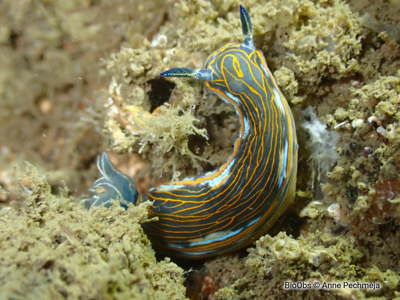 Doris de Villefranche - Felimare villafranca - Anne Pechmeja - BioObs