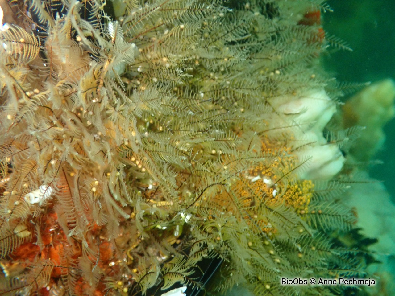 Aglaophénia allongée - Aglaophenia elongata - Anne Pechmeja - BioObs