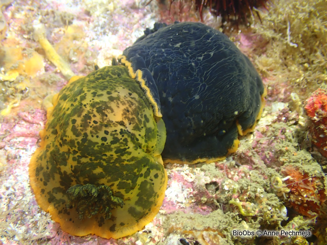 Doris marbrée - Dendrodoris limbata - Anne Pechmeja - BioObs
