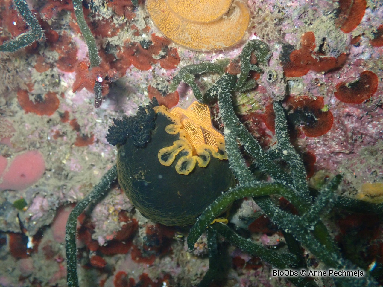 Doris marbrée ponte - Dendrodoris - Anne Pechmeja - BioObs
