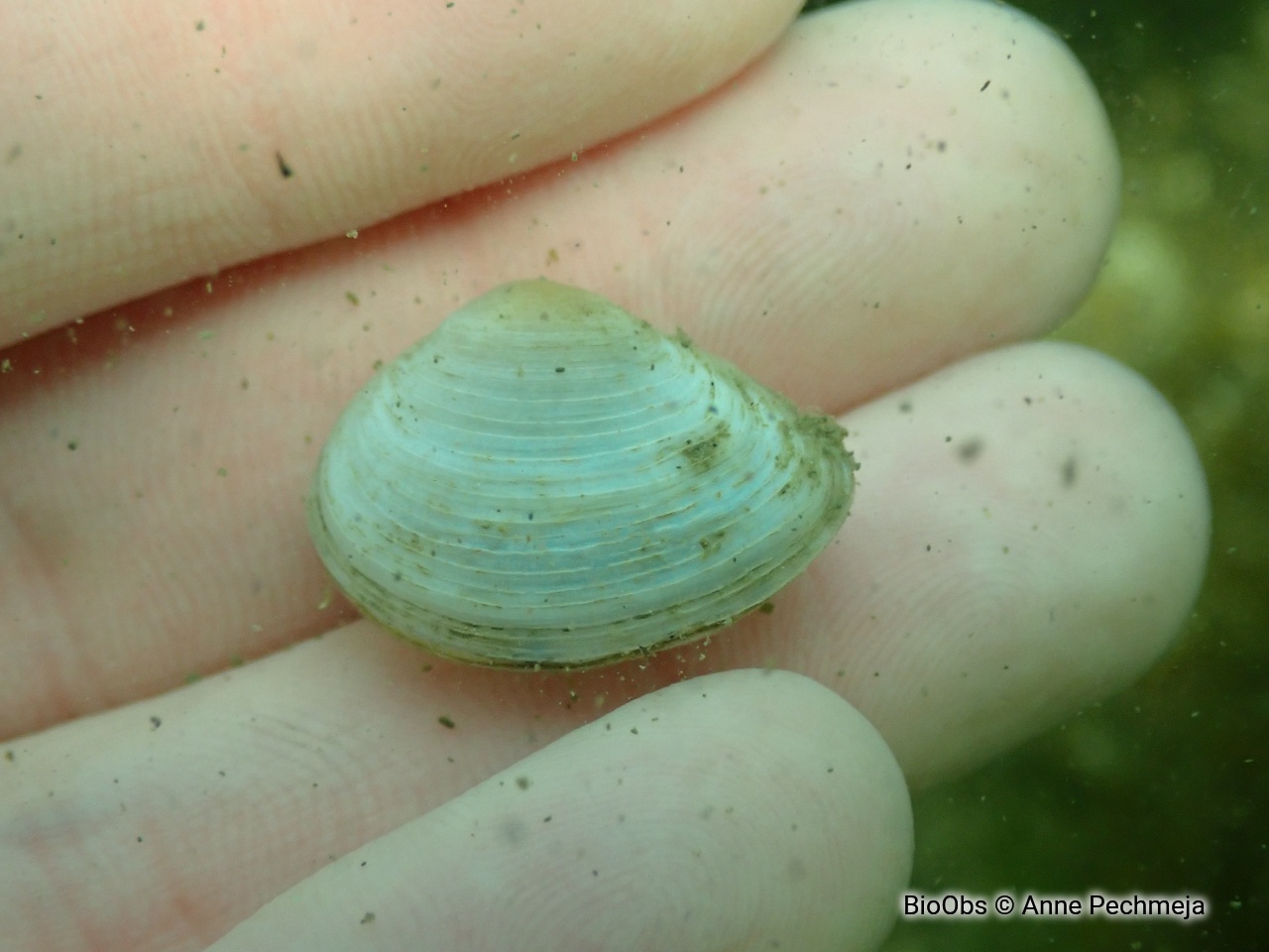 Telline fragile - Gastrana fragilis - Anne Pechmeja - BioObs