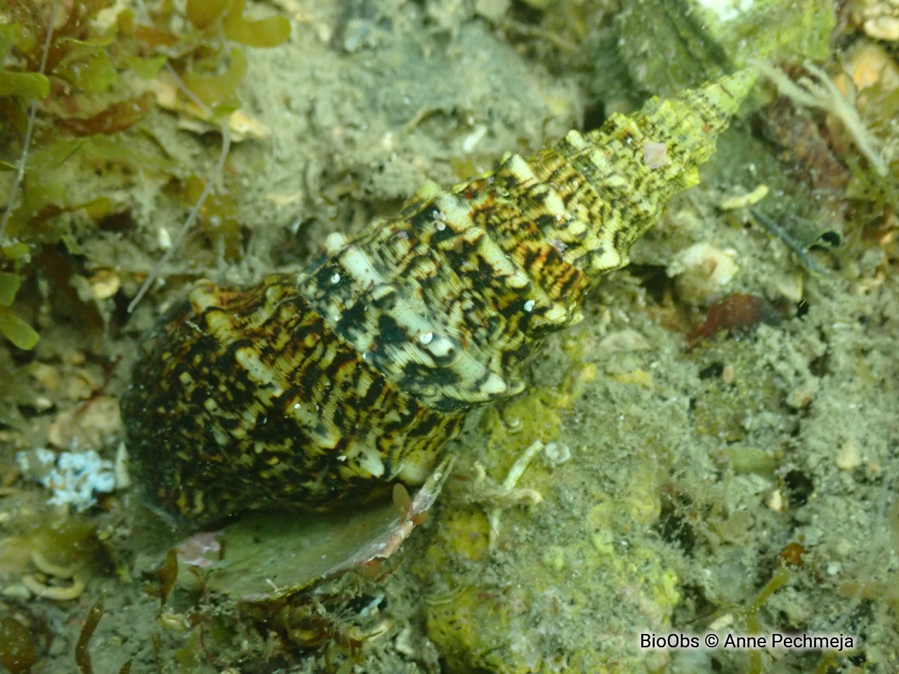 Cérithe goumier - Cerithium vulgatum - Anne Pechmeja - BioObs