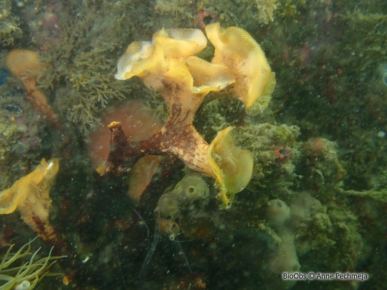 Schizoporella brun - Schizoporella errata - Anne Pechmeja - BioObs
