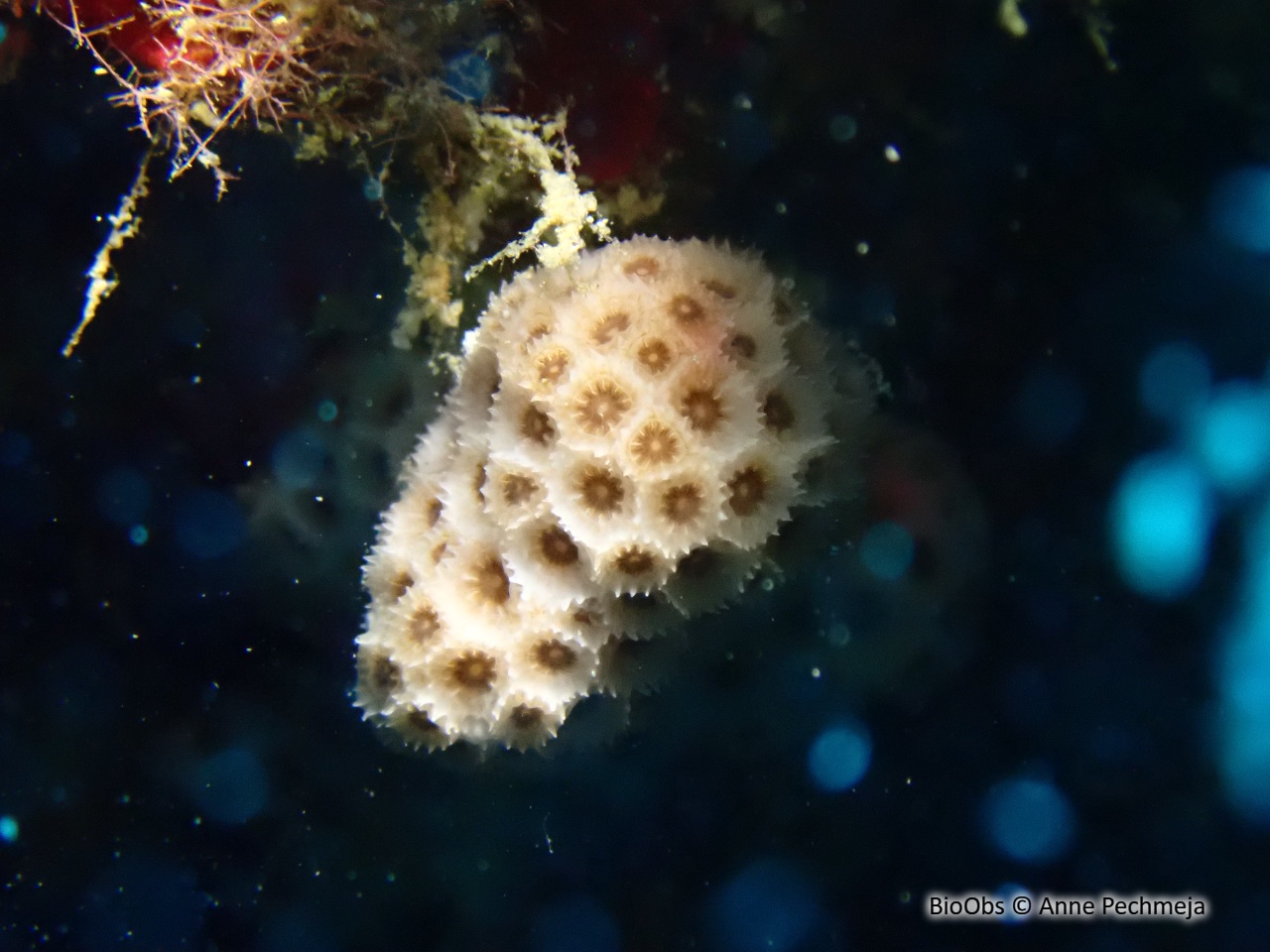 Madrace étoilé - Madracis pharensis - Anne Pechmeja - BioObs
