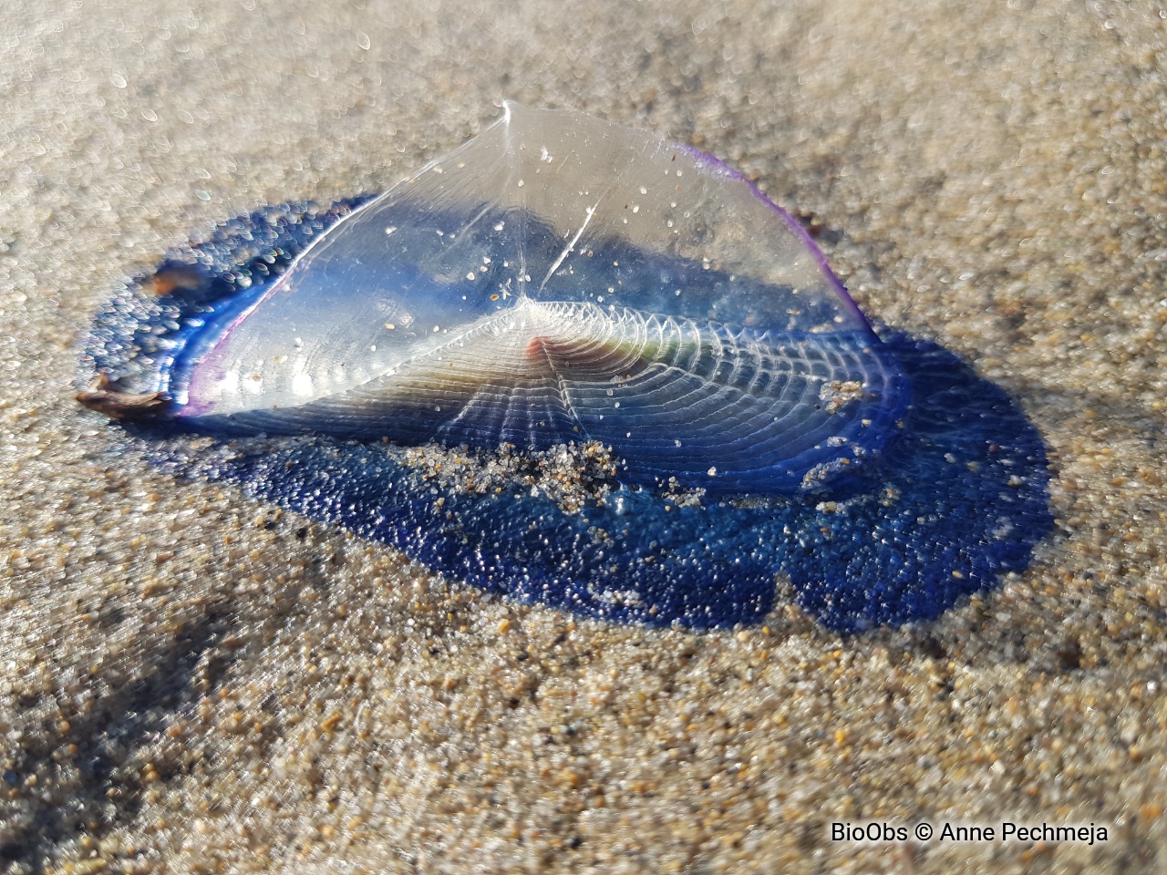 Vélelle - Velella velella - Anne Pechmeja - BioObs