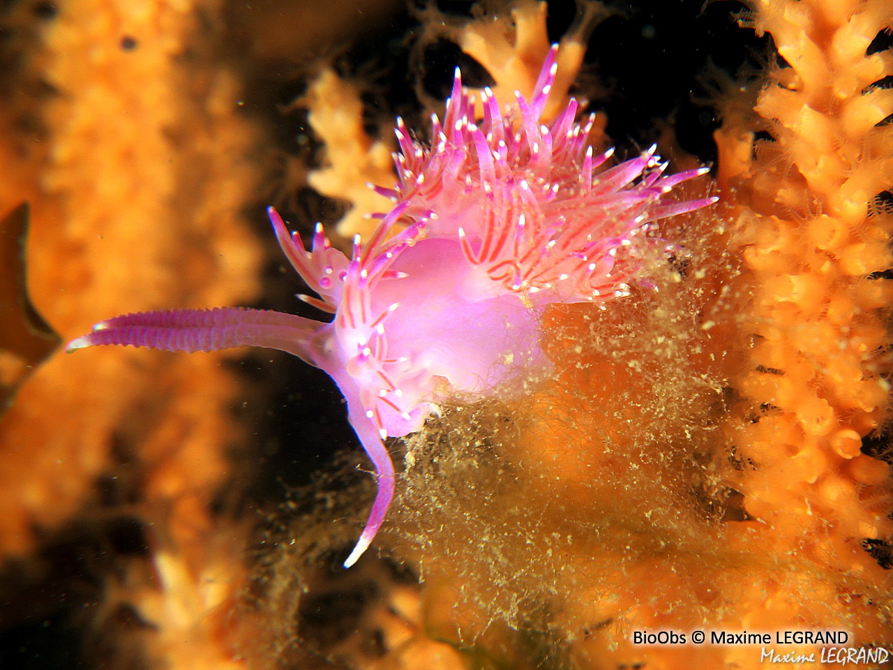 Flabelline mauve - Flabellina affinis - Maxime LEGRAND - BioObs