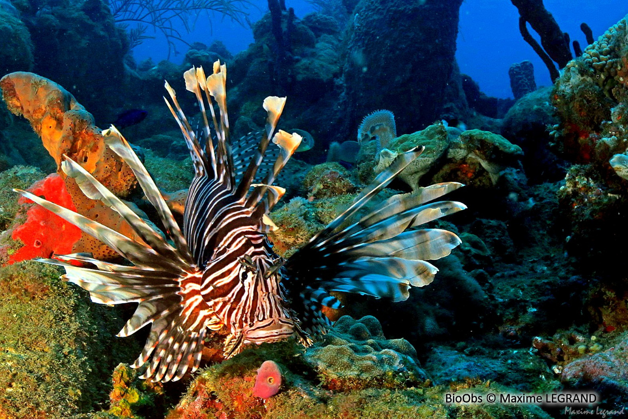 Rascasse volante du pacifique - Pterois volitans - Maxime LEGRAND - BioObs