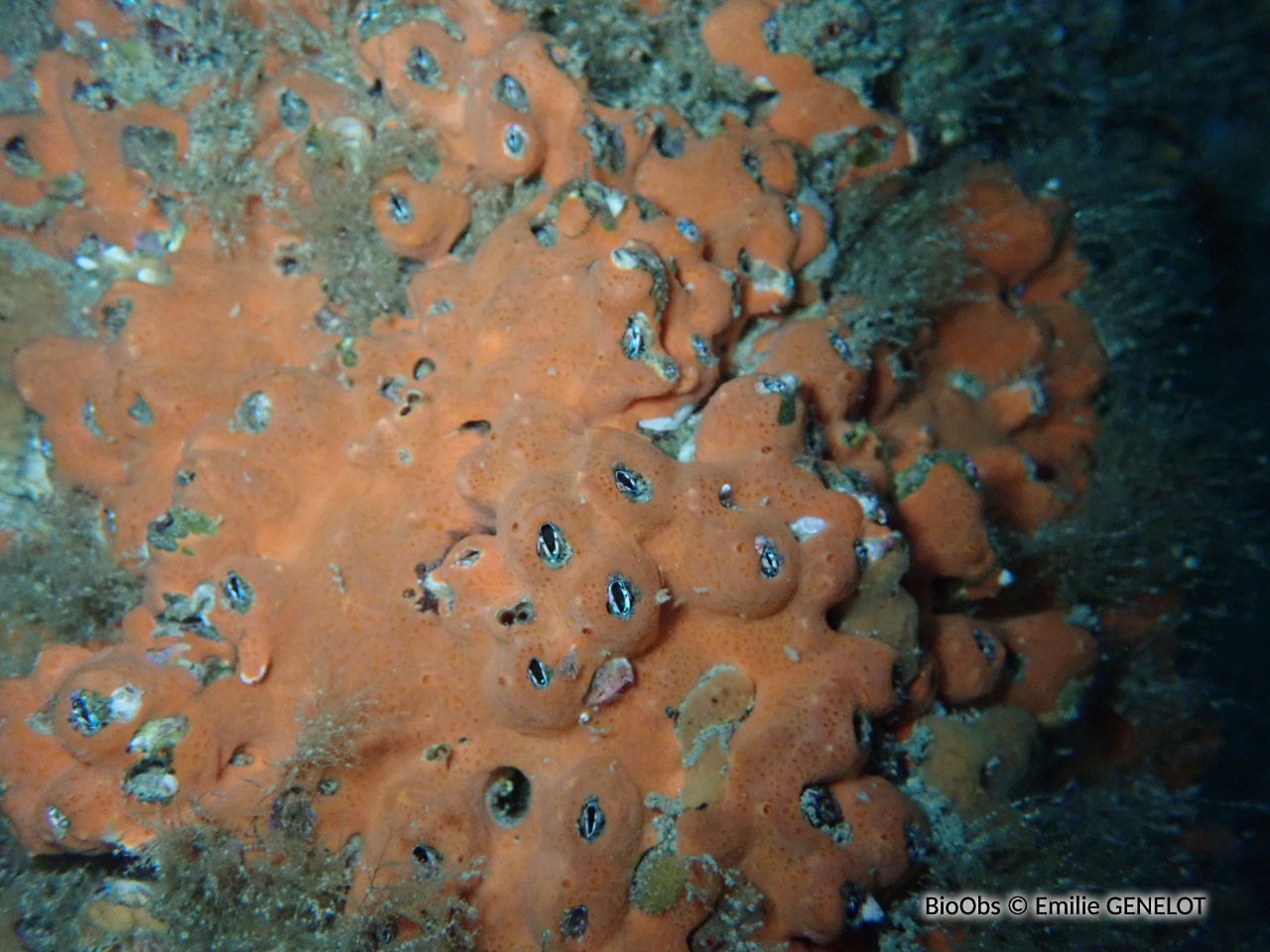 Grande balane grise - Perforatus perforatus - Emilie GENELOT - BioObs